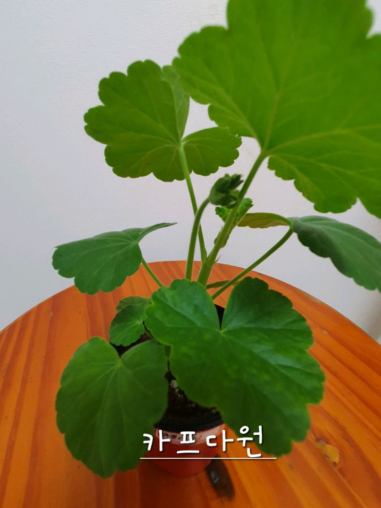 제라늄 3종 엔젤스콰이어 꽃대있음,카프다원 꽃대있음 , 빌스잼 이미지