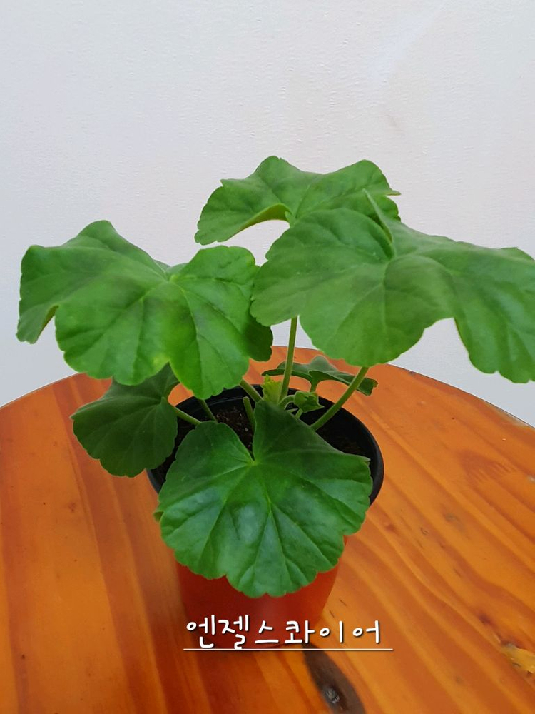 제라늄 3종 엔젤스콰이어 꽃대있음,카프다원 꽃대있음 , 빌스잼 이미지