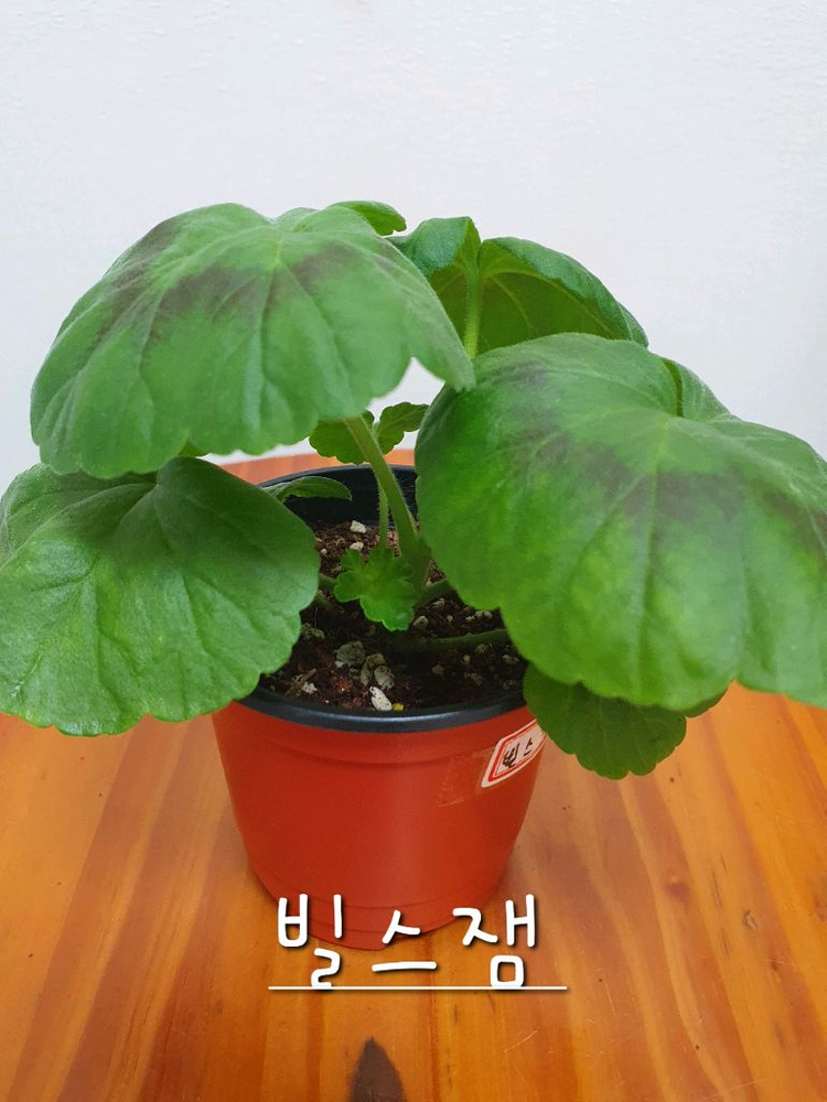 제라늄 3종 엔젤스콰이어 꽃대있음,카프다원 꽃대있음 , 빌스잼 이미지