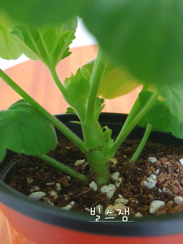 제라늄 3종 엔젤스콰이어 꽃대있음,카프다원 꽃대있음 , 빌스잼 이미지