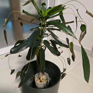 코디아에엄 크로톤 (엄딸) 이미지