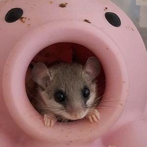 피그미다람쥐 성체 수컷 분양 이미지