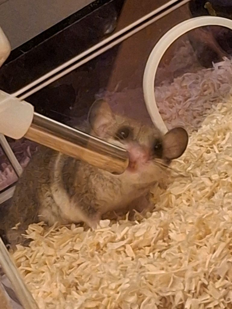 피그미다람쥐 성체 수컷 분양 이미지