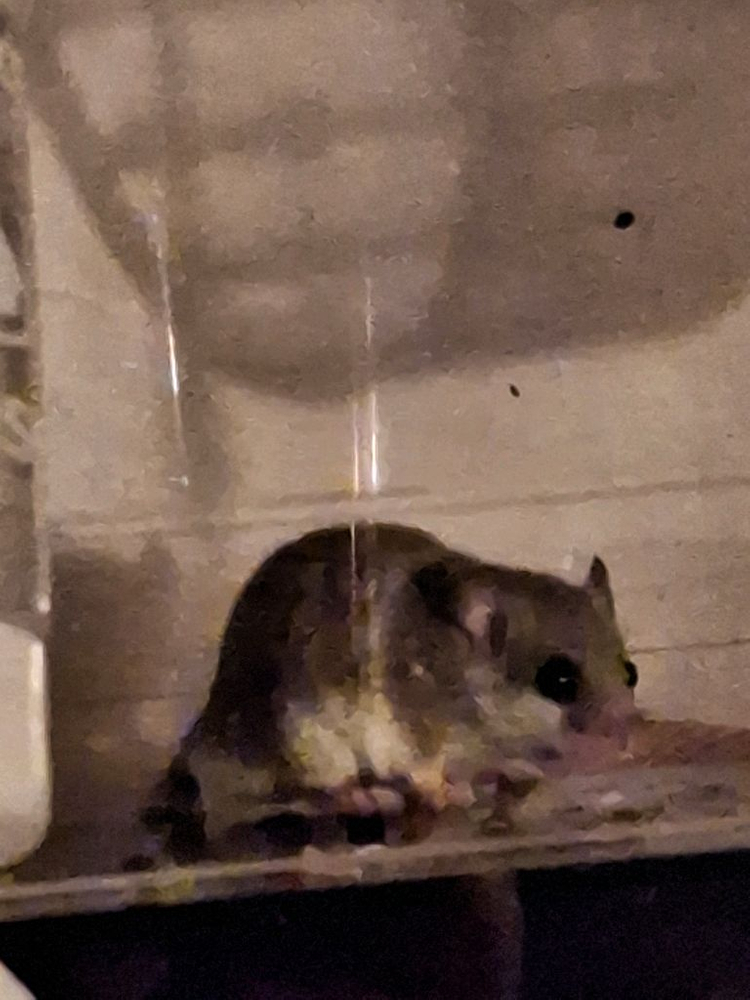 피그미다람쥐 성체 수컷 분양 이미지