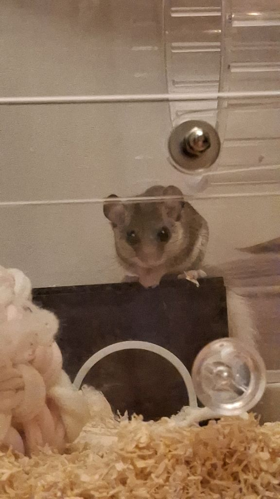 피그미다람쥐 성체 수컷 분양 이미지