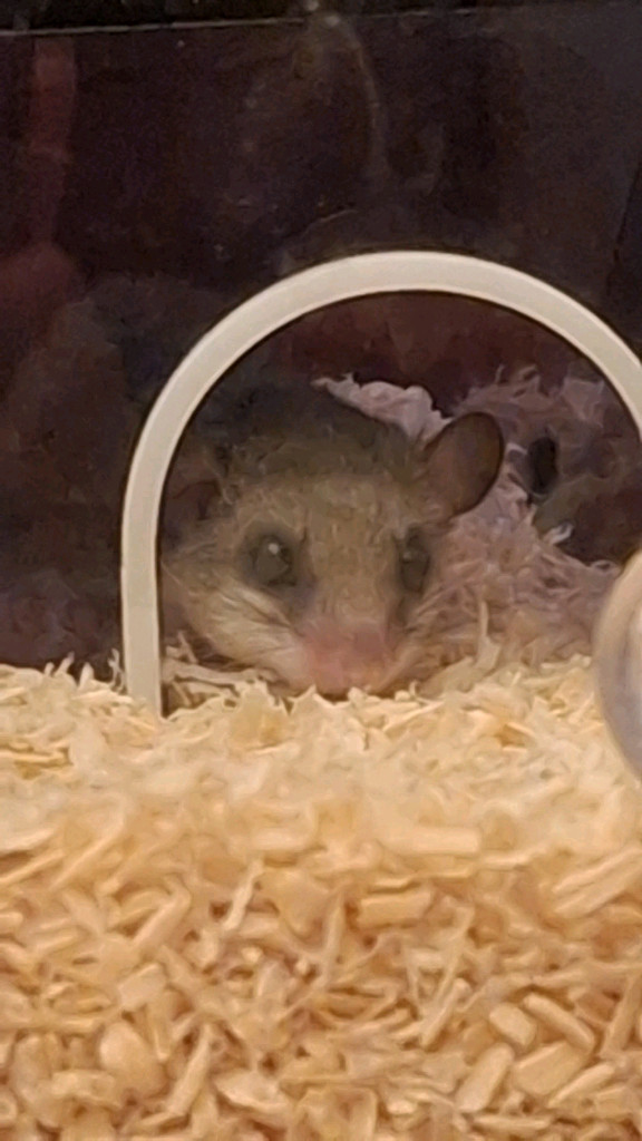 피그미다람쥐 성체 수컷 분양 이미지