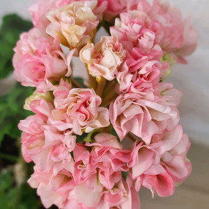 제라늄 봄이블라섬 꽃대있음,스텔라제라늄 브라이언 웨스트 꽃대두개 이미지