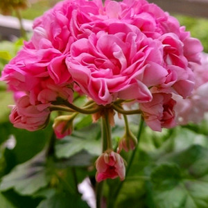 제라늄 미스로즈 중품 꽃대3개 있음 이미지