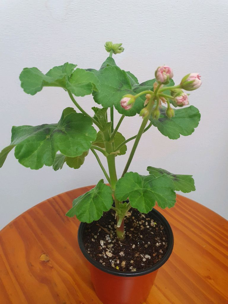 제라늄 미스로즈 중품 꽃대3개 있음 이미지