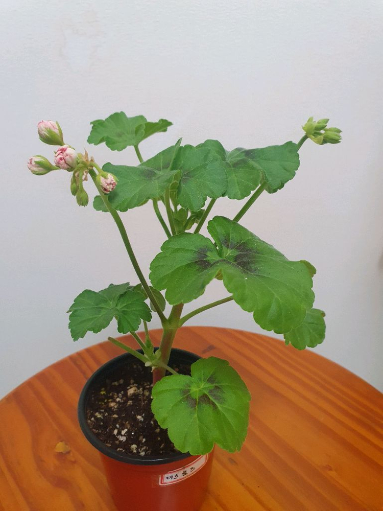 제라늄 미스로즈 중품 꽃대3개 있음 이미지