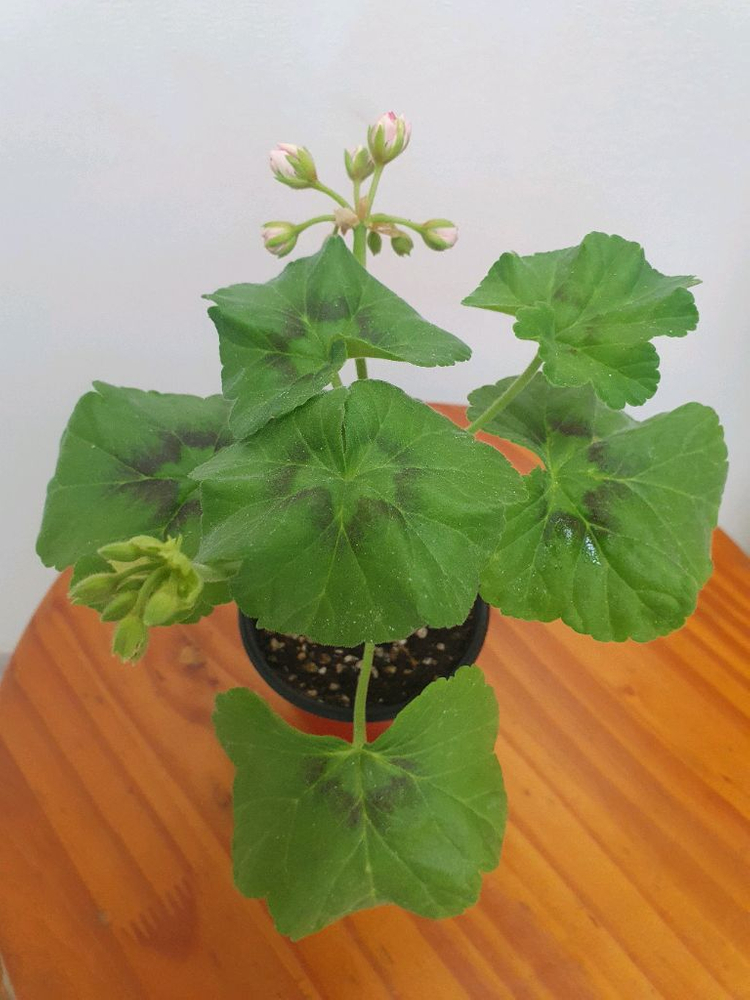 제라늄 미스로즈 중품 꽃대3개 있음 이미지