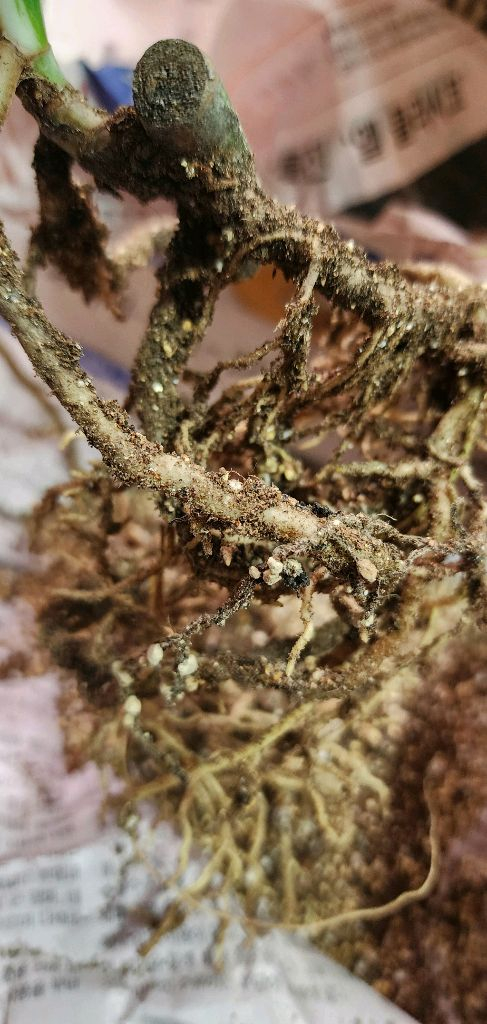 순화완료 몬스테라알보 3 이미지