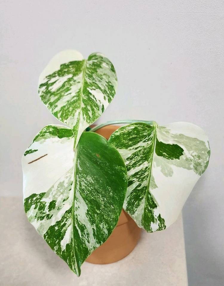 순화완료 몬스테라알보 4 이미지