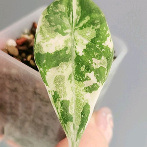 알로카시아 마하라니 알보 화이트 바리에가타 이미지