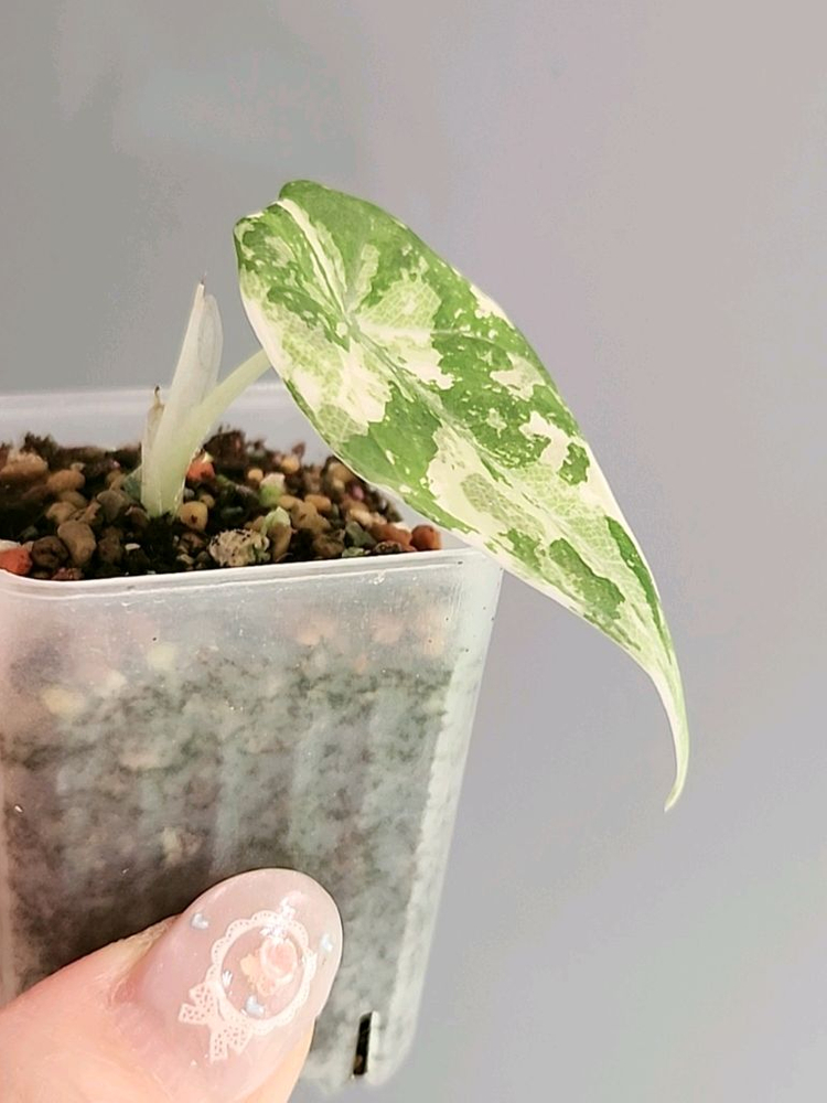 알로카시아 마하라니 알보 화이트 바리에가타 이미지