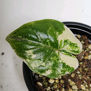 (식물접어요) 알로카시아 플럼배 니그라 화이트 핑크 바리에가타 (자구개체) 이미지