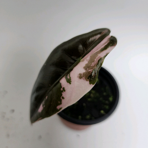 (식물접어요) 알로카시아 찬트리에 핑크 바리에가타 (자구개체) 이미지