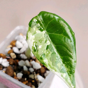 알로카시아 마하라니 알보 바리에가타 이미지