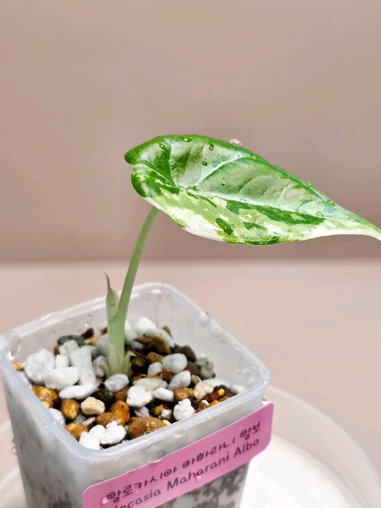 알로카시아 마하라니 알보 바리에가타 이미지