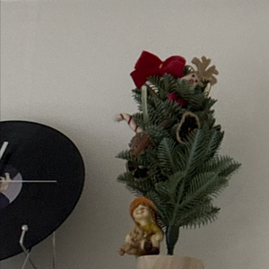 크리스마스트리 장식용 소나무 이미지