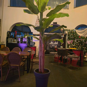 대형 인테리어 바나나 식물 이미지