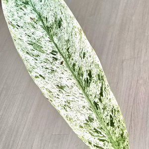 라피도포라 메가스페르마 (희귀식물) 이미지