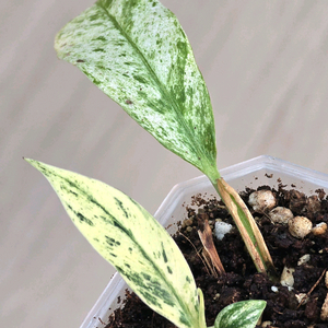 라피도포라 메가스페르마 (희귀식물) 이미지