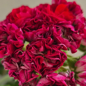 제라늄 (Iv차밍보르도) 이미지