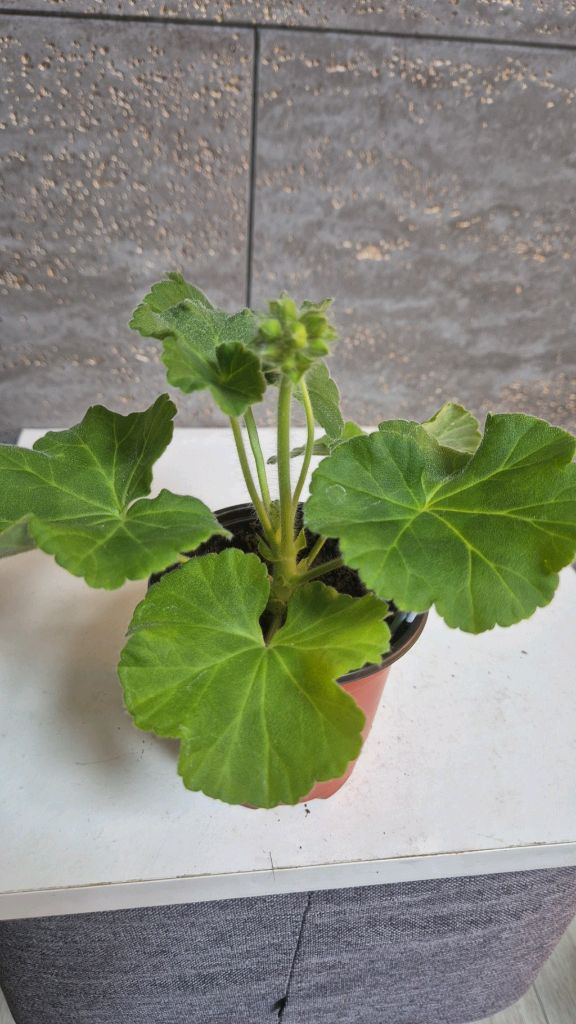 제라늄 (Iv차밍보르도) 이미지