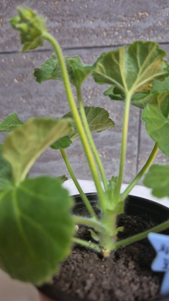 제라늄 (Iv차밍보르도) 이미지