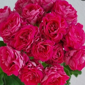 제라늄 (심프랄린) 이미지