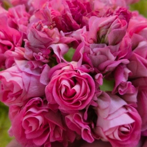 제라늄 (잎로맨틱썸) 이미지