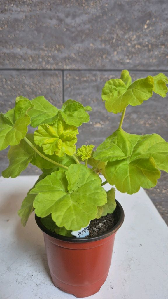 제라늄 (잎로맨틱썸) 이미지