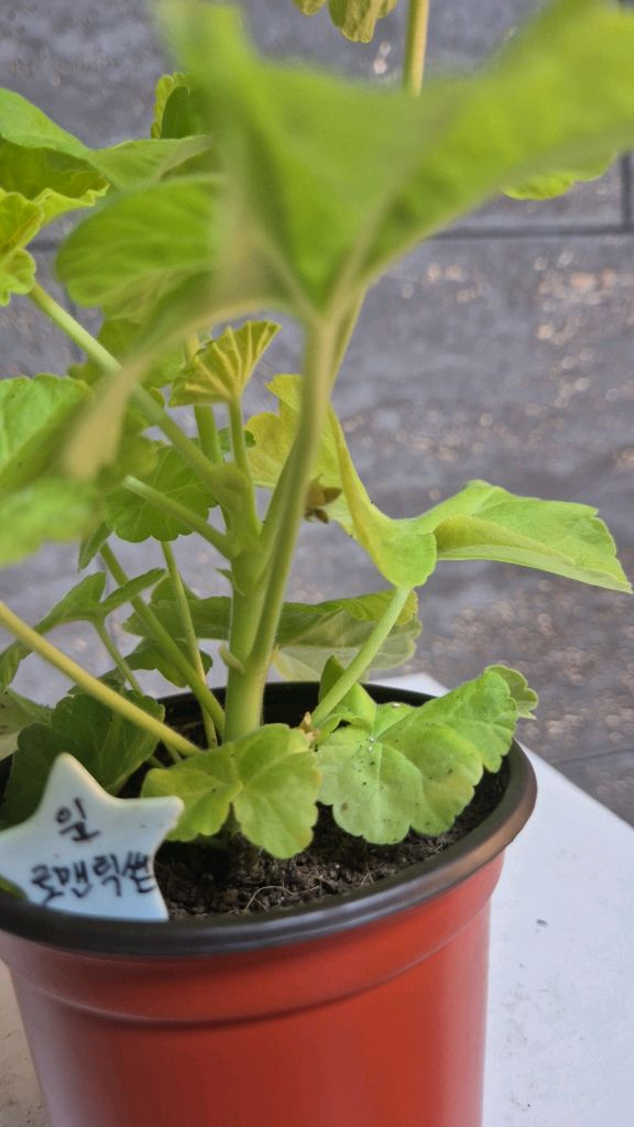 제라늄 (잎로맨틱썸) 이미지