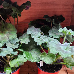 제라늄4종(메종2,물병자리별,모나베르사유,엠마뉴엘) 이미지