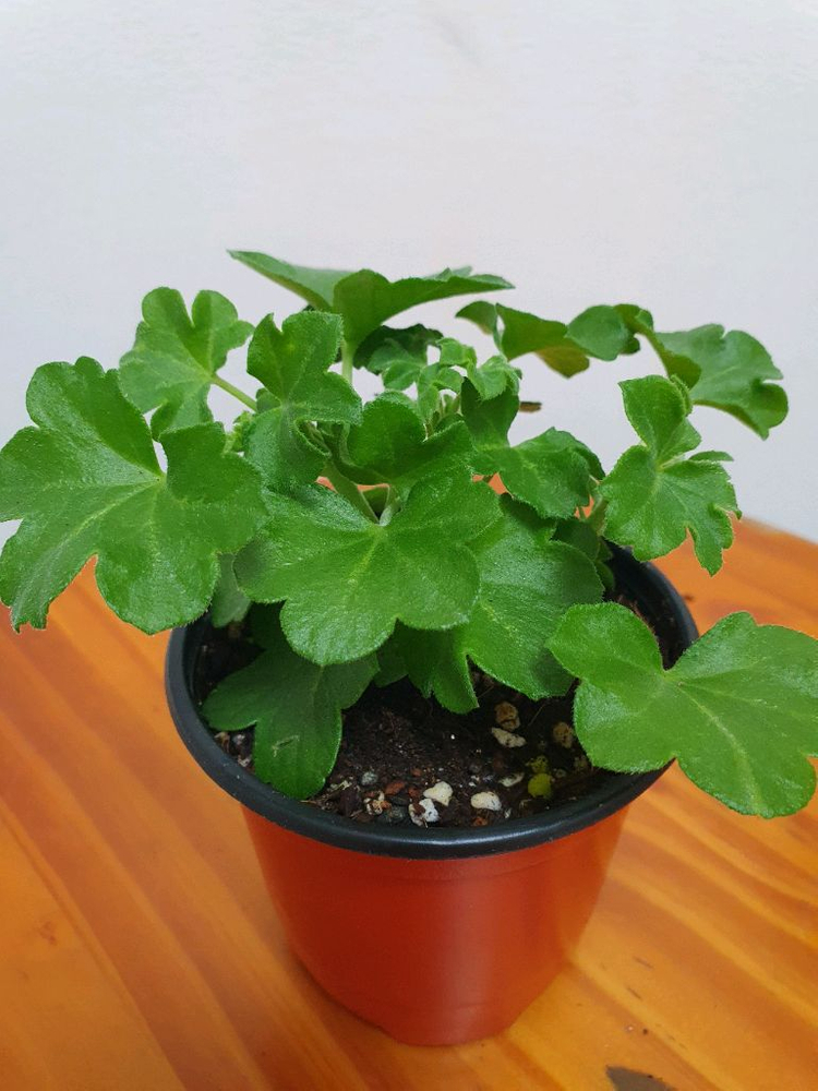 러시아 아이비제라늄 테스블러드 가지많음 이미지