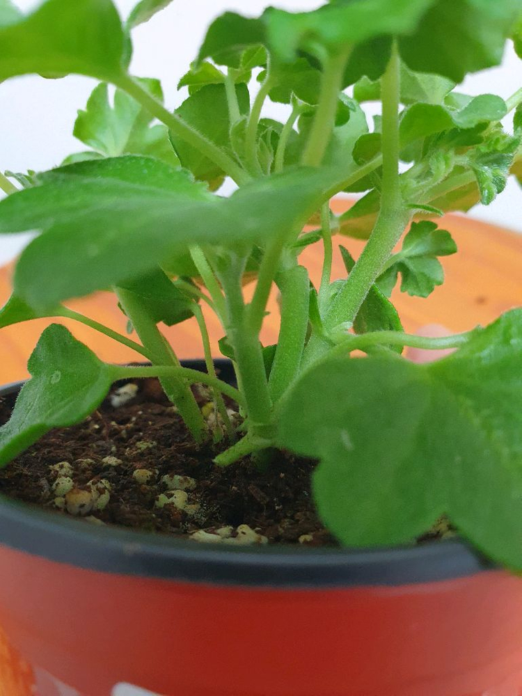 러시아 아이비제라늄 테스블러드 가지많음 이미지