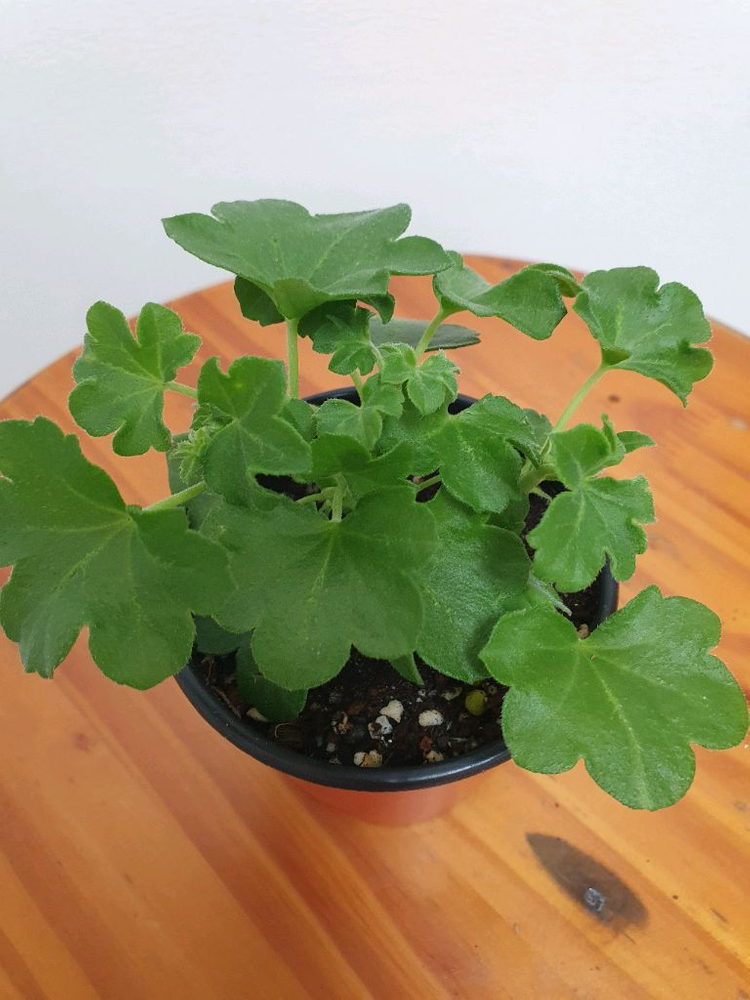 러시아 아이비제라늄 테스블러드 가지많음 이미지