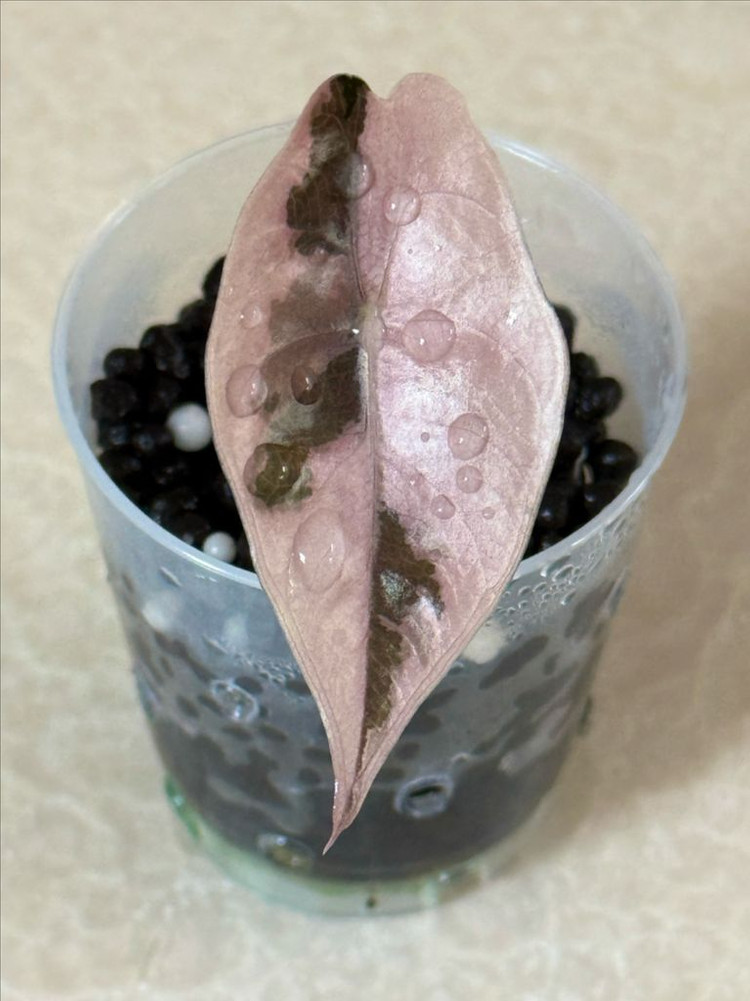 알로카시아 찬트리에 화이트 핑크 바리에가타 이미지