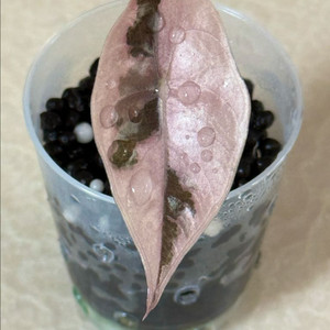 알로카시아 찬트리에 화이트 핑크 바리에가타 이미지