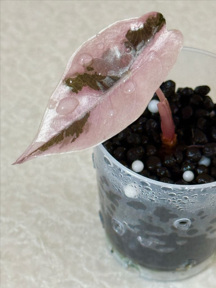 알로카시아 찬트리에 화이트 핑크 바리에가타 이미지