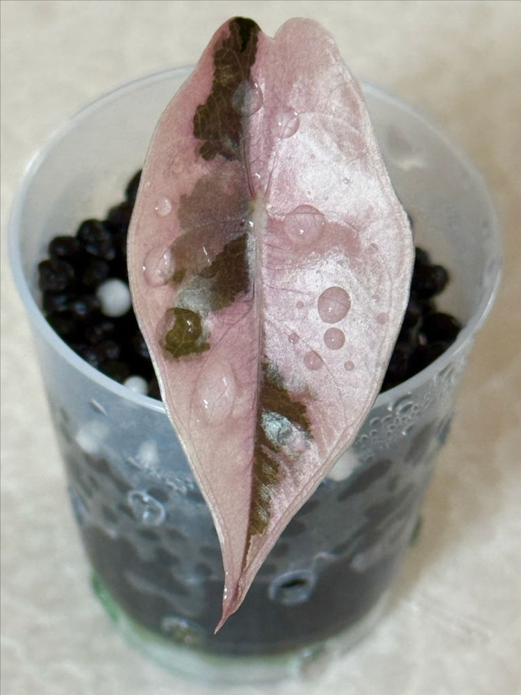 알로카시아 찬트리에 화이트 핑크 바리에가타 이미지