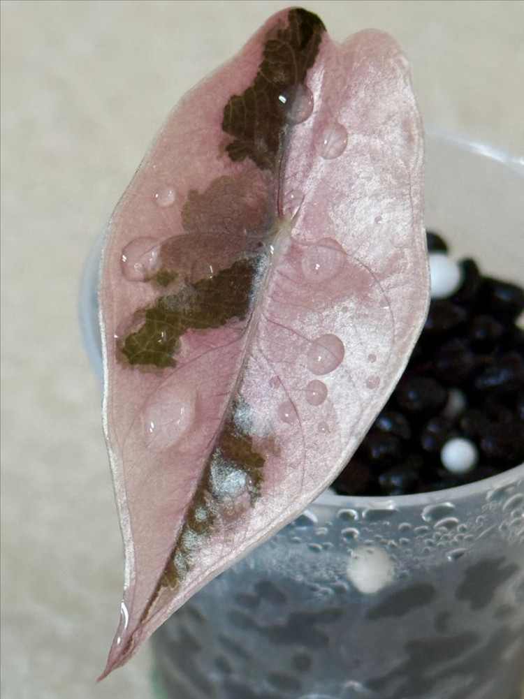 알로카시아 찬트리에 화이트 핑크 바리에가타 이미지