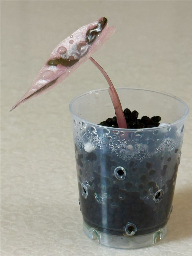 알로카시아 찬트리에 화이트 핑크 바리에가타 이미지