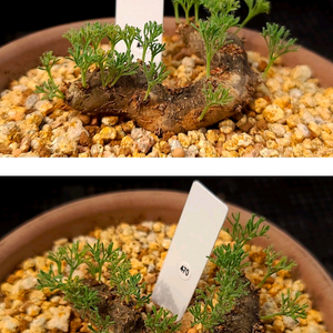 몬소니아 멀티피다 아프리카 식물 코덱스 이미지