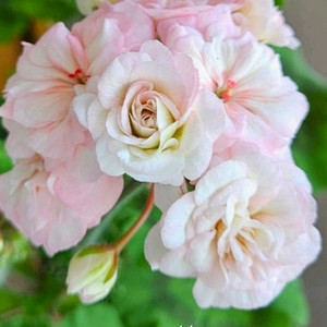 제라늄 타마르셜 꽃대있음 이미지