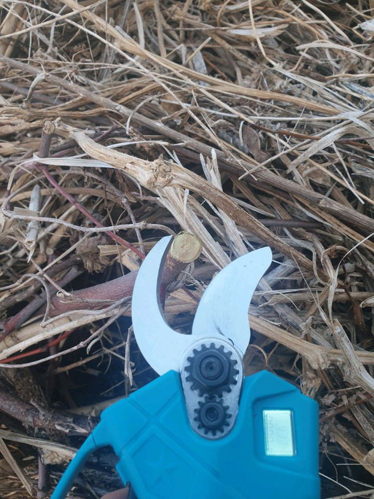 전동 가위 이미지