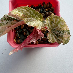 베고니아 스노우캡 핑크 바리에가타 이미지