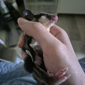 5개월 암컷 슈가글라이더 분양합니다. 이미지