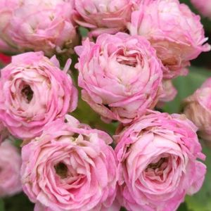 제라늄 (미욜세르세라팜) 이미지